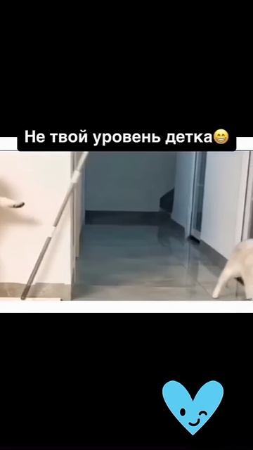 Каратэ от кота.