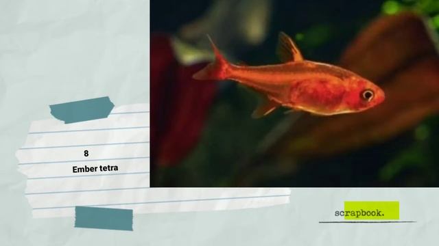 Chili rasbora tank mates | Mosquito rasbora tank mates | Chili rasbora . смотреть онлайн