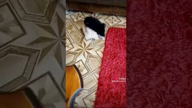 Выброжулька чёрно подпалая шпиц😍❤🥰 смотреть онлайн
