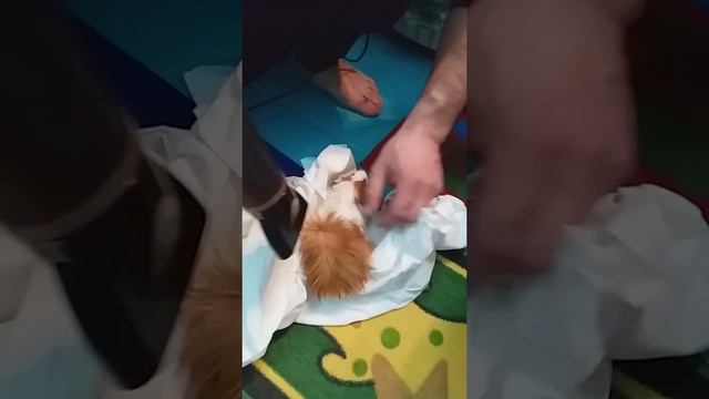 После купания сушка феном))) смотреть онлайн