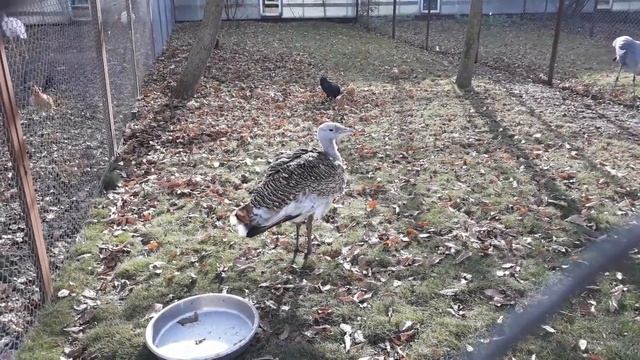 Дрофы курочки и петушок смотреть онлайн