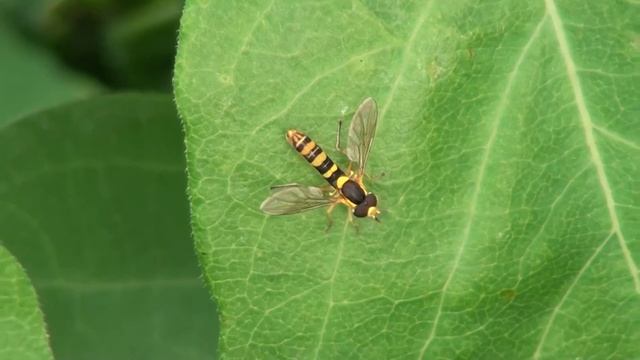 Syrphid Fly (Syrphidae: Syrphini) on Leaf смотреть онлайн