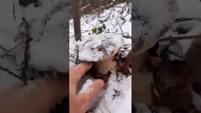 WhatsApp Video 2021 12 22 at 18 29 54 смотреть онлайн