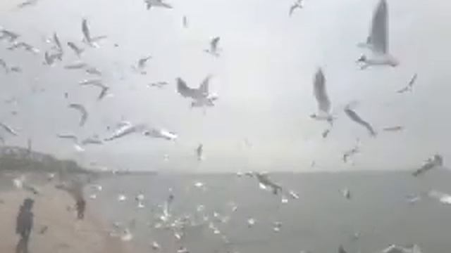 Видео0814 смотреть онлайн