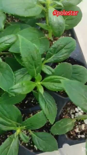 Polestar - раннецветущая малышка. Саженцы гортензий.