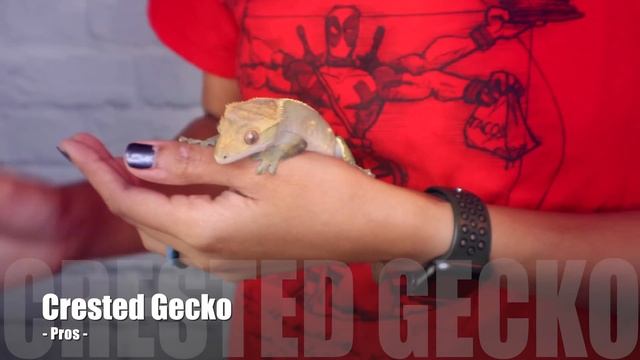 5 Most Popular Pet Reptiles (and why they're not so great) смотреть онлайн