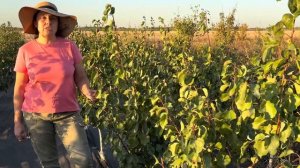 Абрикос сорта Шалах 3года