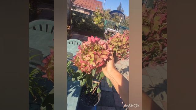 Предлагаю саженцы самых популярных сортов по АКЦИИ.