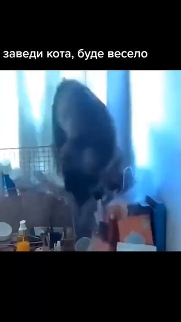 бешеные коты разгромили дом смотреть онлайн