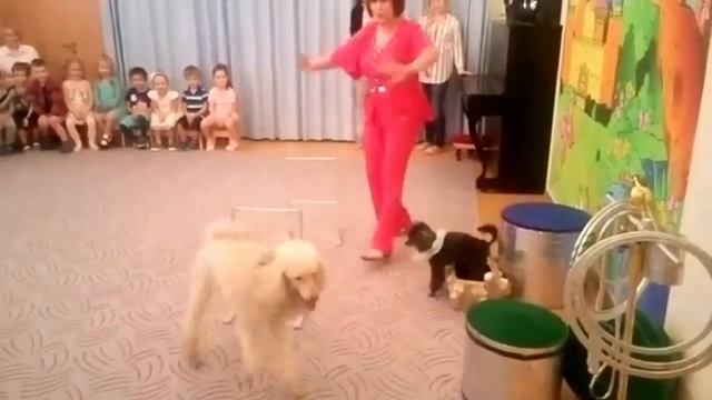 🐶🐶🐶🐶Дрессированные собаки | 🌺🌺🌺Зоотеатр | 8(965)380-13-11 смотреть онлайн