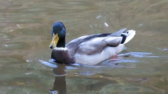 DUCK / Утка Селезень смотреть онлайн