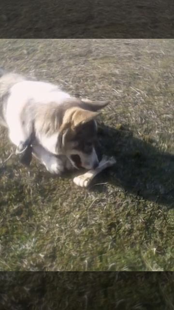 Западная сибирская лайка смотреть онлайн