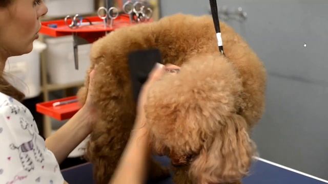 Самое распространенное место колтунов у пуделей смотреть онлайн