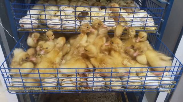 Утята Стар 53 смотреть онлайн