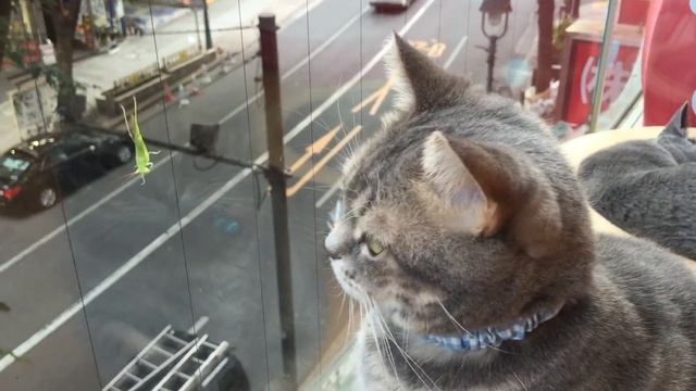 猫とショウリョウバッタ Acrida cinerea Vol.4 смотреть онлайн