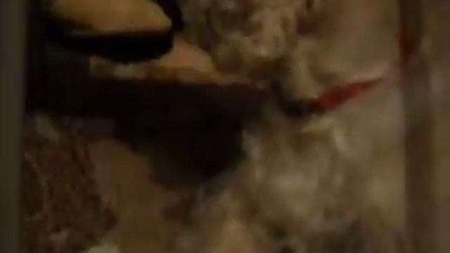 Dog eats cabbage смотреть онлайн