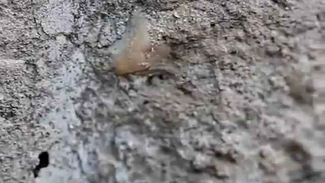 Hybrizon buccatus ovipositing in ants Lasius grandis смотреть онлайн