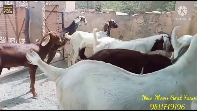 70 kg weight की पट्टी 25,000/- RS price with transport 👍9811749196 смотреть онлайн