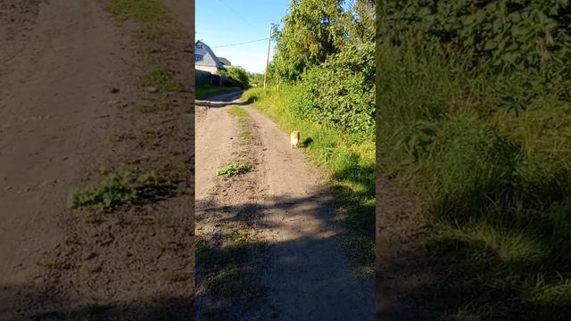 первый парень в деревне 🤣 смотреть онлайн