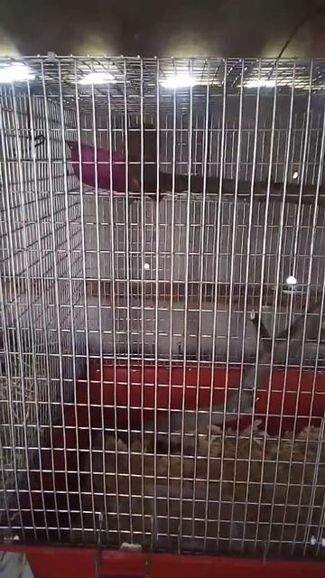 Ласка смотреть онлайн