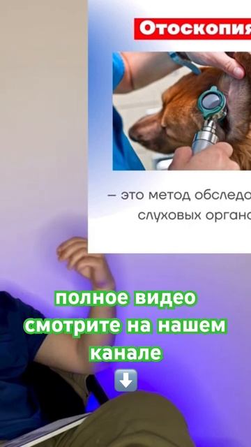 видеоотоскопия в ветеринарии смотреть онлайн