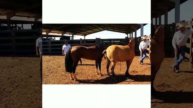Horse mating hard and close up смотреть онлайн