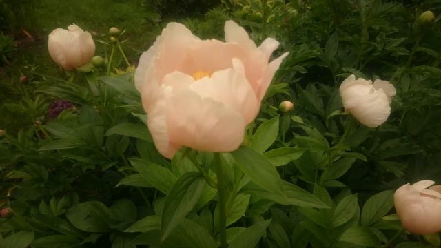 Paeonia Soft Apricot Kisses смотреть онлайн
