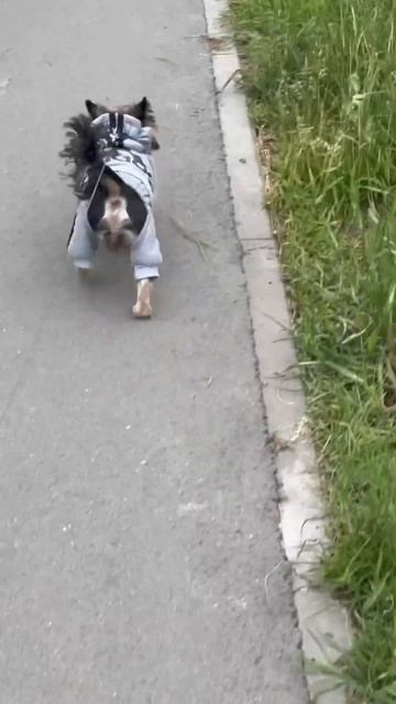 Вечерняя прогулка с Вульфом#09.06.2024#Омск#домашний питомец#кот смотреть онлайн