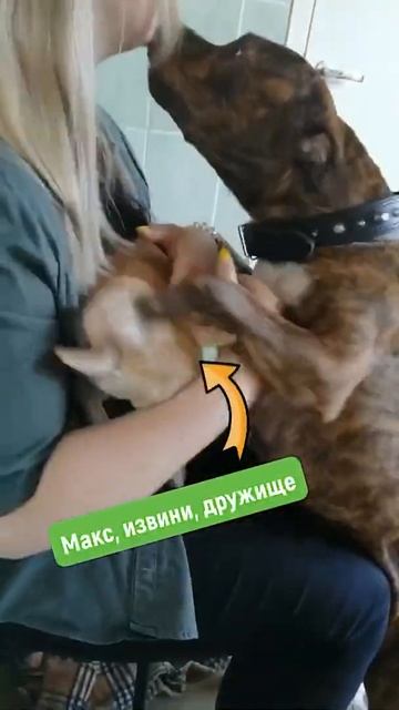 Пес хочет целоваться с ветеринаром. смотреть онлайн