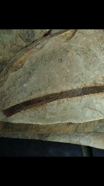 O MISTÉRIO DOS CONODONTES!! - MESOZOICO ZOADO #permico #identidino #fossil #mesozoicozoado смотреть онлайн