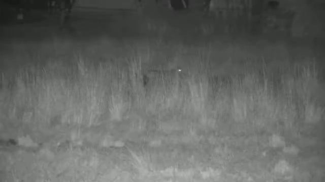Kwa: Black-backed Jackal-Pt:2 - 19:09 - 07/31/19 смотреть онлайн