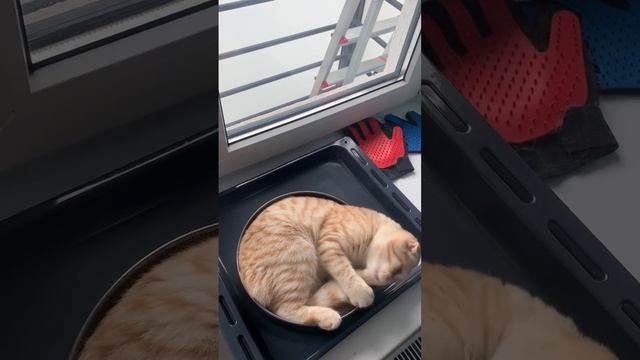 До 8 марта осталось несколько часов... смотреть онлайн