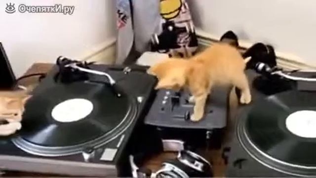 Три маленьких диджея!!!!! смотреть онлайн