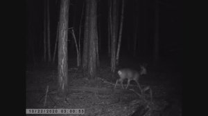 СИБИРСКИЕ КОСУЛИ ИЗЮБРЯ ТАЙГА ОХОТА СОЛОНЕЦ  SIBERIAN ROE DEER RED DEER TAIGA HUNTING SOLONETS