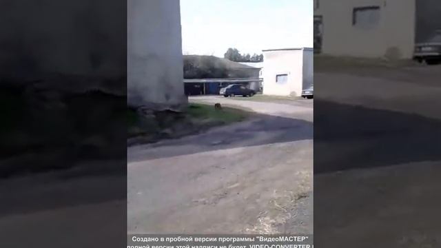 БЕШЕННАЯ ЛИСА на территории БОЛЬНИЦЫ Верхний Мамон смотреть онлайн