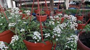 Алиссум ампельный серии Lucia в кашпо в конце марта