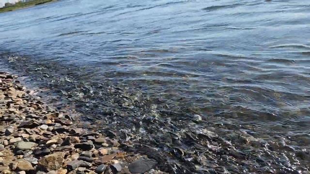 Гальян у побережья охотского моря. смотреть онлайн