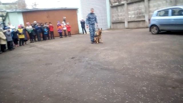 Дрисировка собак смотреть онлайн