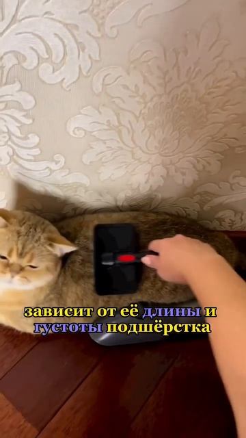 А как ухаживаете вы за шерстью 🐱? смотреть онлайн
