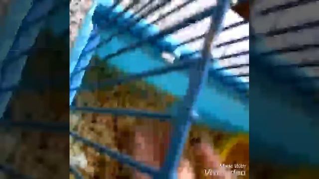 Что делают мои хомяки,навожу в клетке порядок! смотреть онлайн