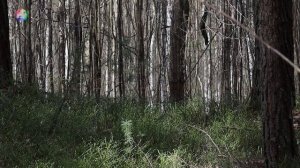 Звуки весеннего леса | Голоса птиц | Март