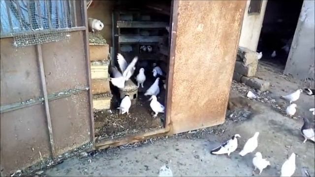Кавказские голуби 3 смотреть онлайн