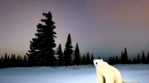 Белый медведь из 2026 под тревожную музыку.