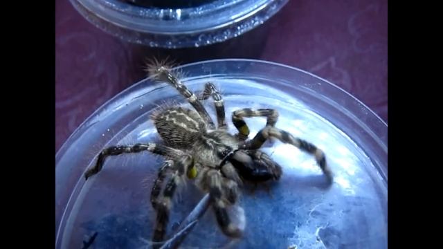Feeding time! Nº 7! смотреть онлайн