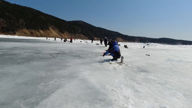 зубарь апрель 2024