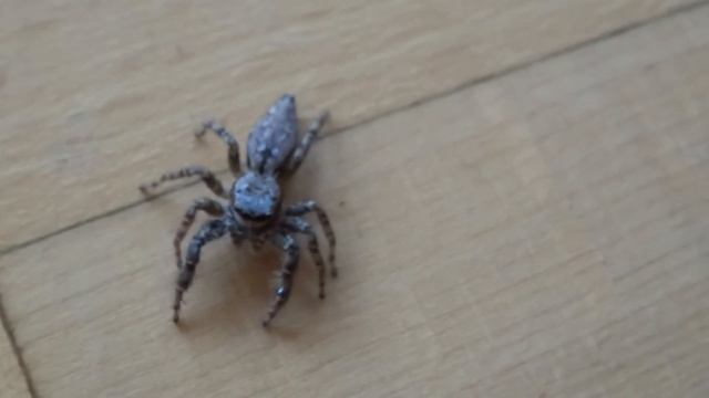 Jumping spider смотреть онлайн