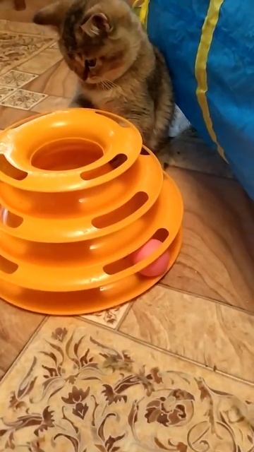 Игрунчик. Девочка скоттиш страйт. смотреть онлайн