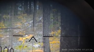 ОХОТА С ПОДХОДА  PARD 007 НА СИБИРСКУЮ КОСУЛЮ SIBERIAN ROE DEER HUNTING FROM THE PARD 007 APPROACH