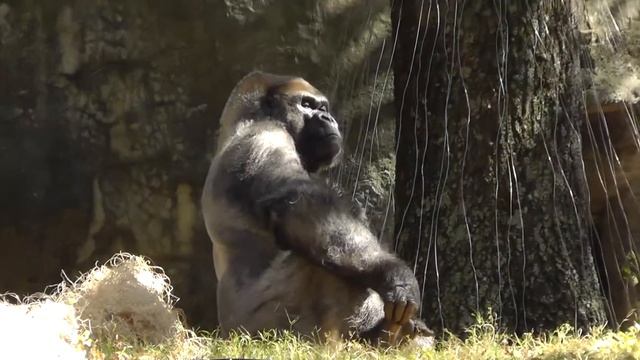 Atlanta Zoo HD 1080p смотреть онлайн