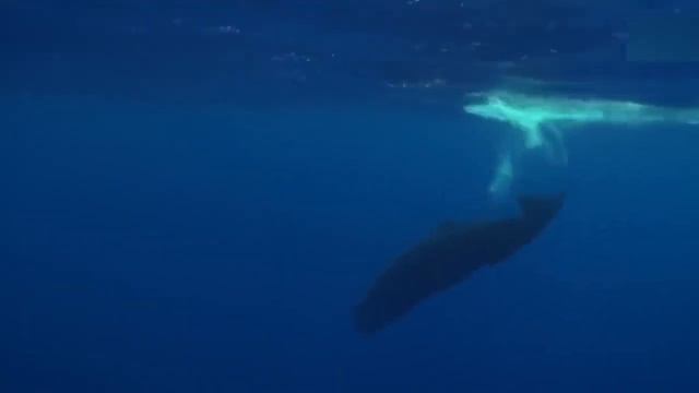 Кашалот и Касатка смотреть онлайн